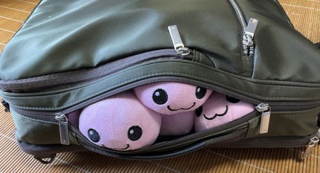 ポリンぎっしり