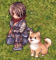 柴犬