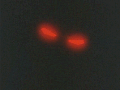 GIF 2023-06-09 17-41-15