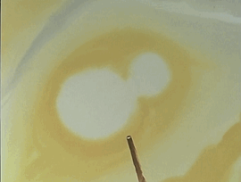GIF 2026-04-21 2-33-01