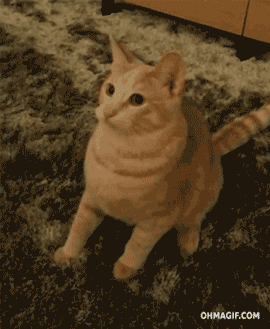亀は乗りこなすもの 動物のおもしろgif画像集 その3 Gif忍法帖 亀は乗りこなすもの 動物のおもしろgif画像集 その3 Gif忍法帖