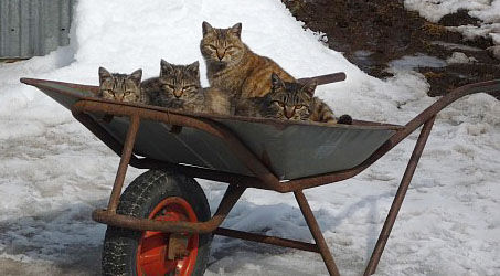 ネコ車