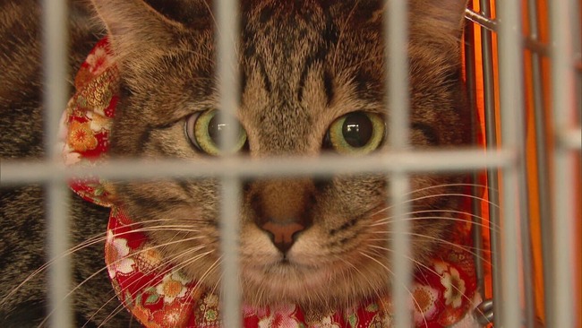 保護猫譲渡会の女性「申し訳無いですが56歳アルバイト男性には猫をお譲り出来ません」男「👊」