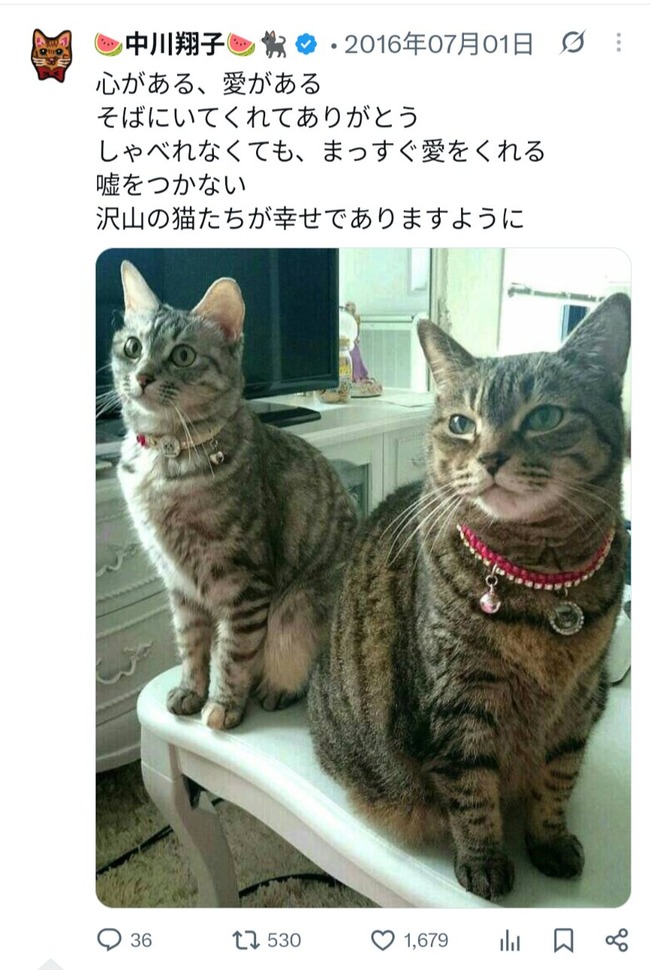 【画像】中川翔子「猫は純粋、嘘をつかない」