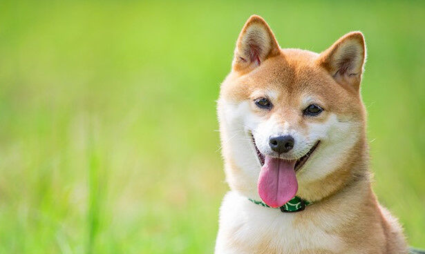 柴犬よりかわいい犬って存在するん なんｊリーグ