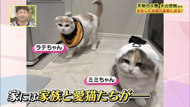 【画像】阪神大山の飼い猫ｗｗｗｗｗｗｗｗｗｗｗｗ