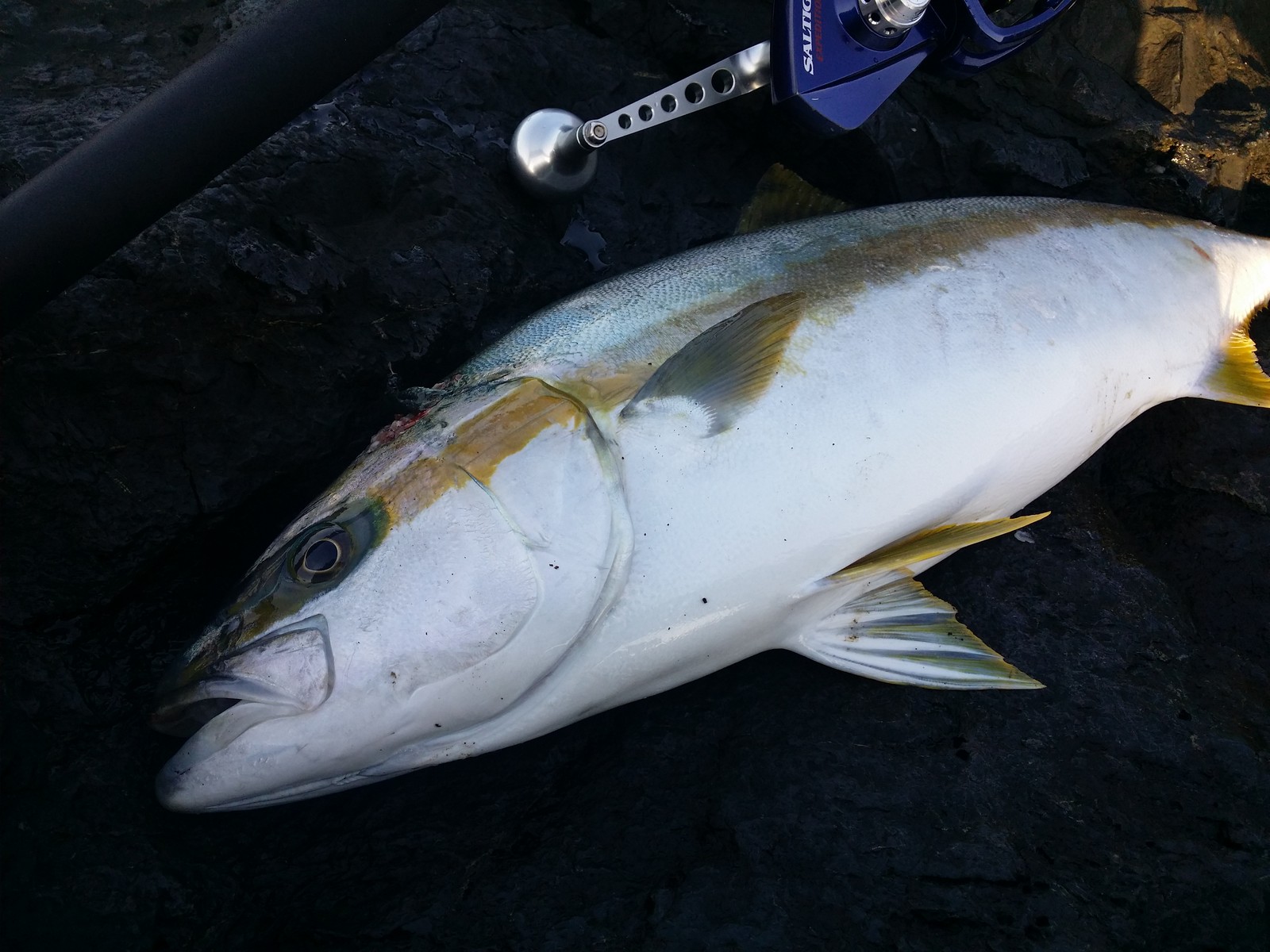 Rock N Roll Fishing ロックショア