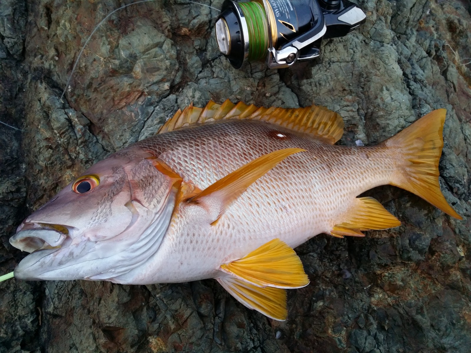 初のアブラ狙い Rock N Roll Fishing