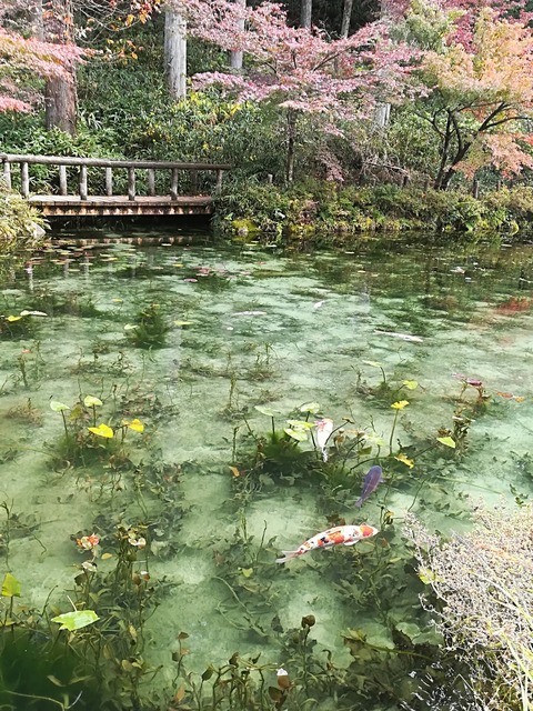 モネの池7