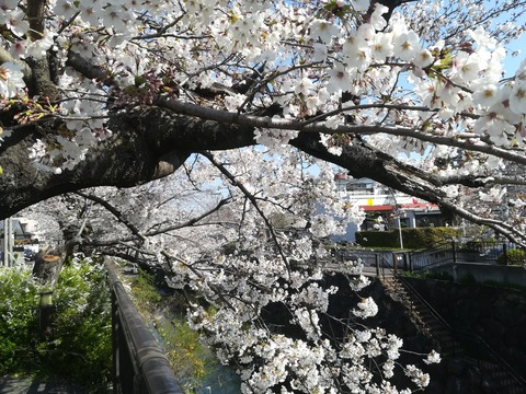 2019年　桜２