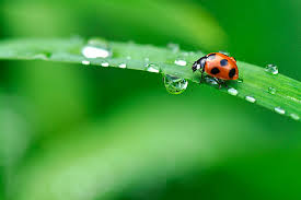 雨