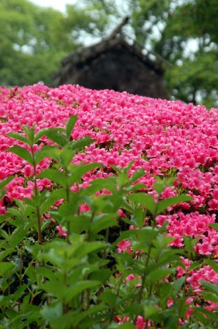 詩仙堂 ししおどし さつき白砂に また紫陽花 烏丸かわら版