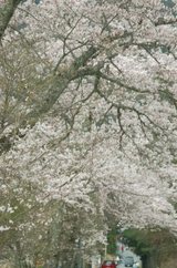 ������ƻ��ȹĻ�������Τ�ͤ����������ᥤ�襷��