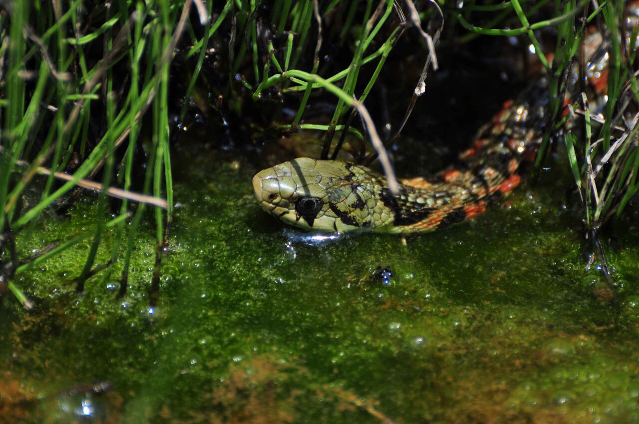 身近な有毒ヘビ ヤマカガシ にご注意を : 理と恭子の奮闘記