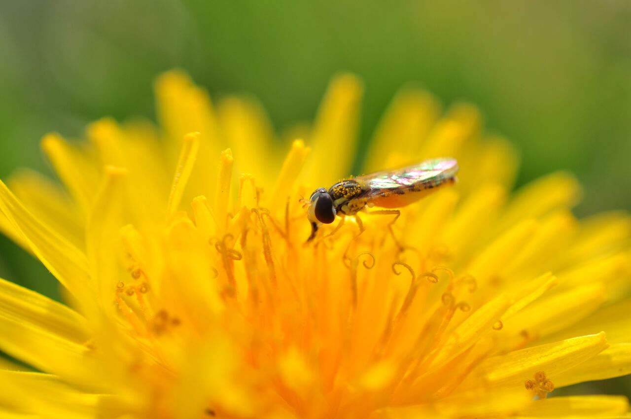 理と恭子の奮闘記生き物図鑑 / 植物図鑑
      セイヨウタンポポ　Taraxacum officinale
    コメント