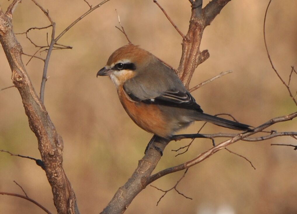 世界最大の肉食性の鳥は何ですか?
