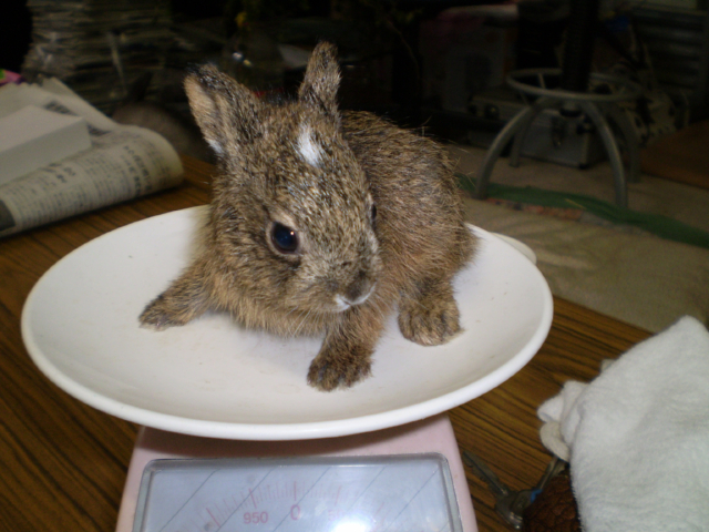 無事峠を越えました 映像付き センターブログ Byみやぎ野生動物保護センター