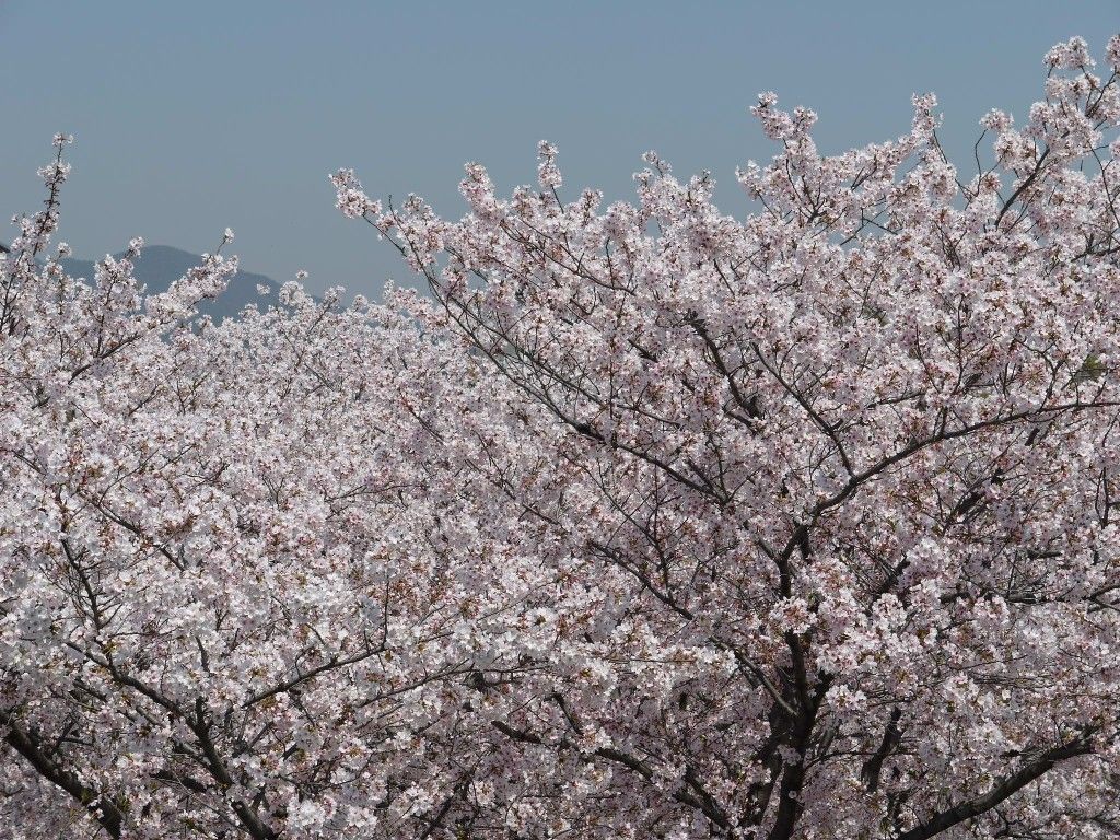 桜 舞い 散る 中 に 忘れ た 記憶 と 君 の 声 が 戻っ て くる