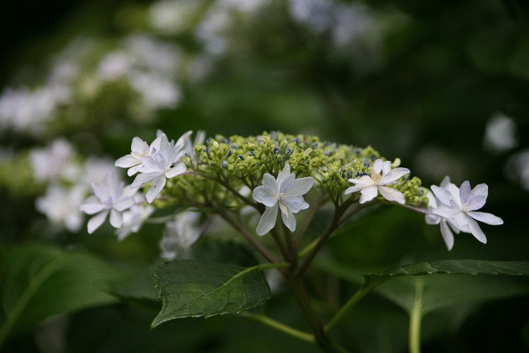神無月の花 梅宮大社 今日も良い日で 神無月の花 梅宮大社 今日も良い日で
