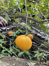 IMG_7560