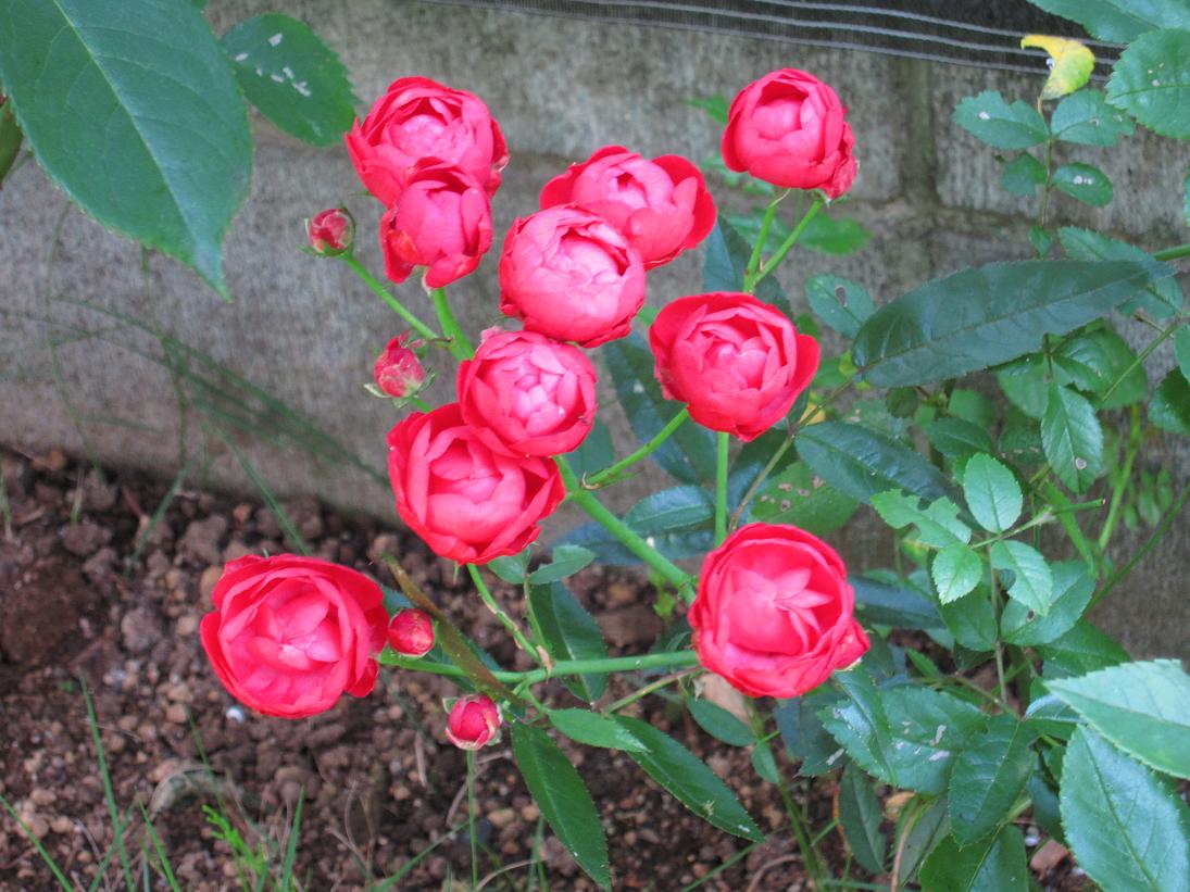 ミニバラ 悲喜交交 週末 薔薇づくり ダイアログ
