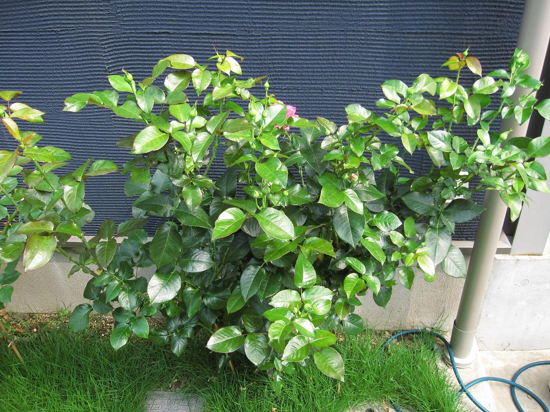 二番花へ向けて マヌウメイアン ニコール 週末 薔薇づくり ダイアログ