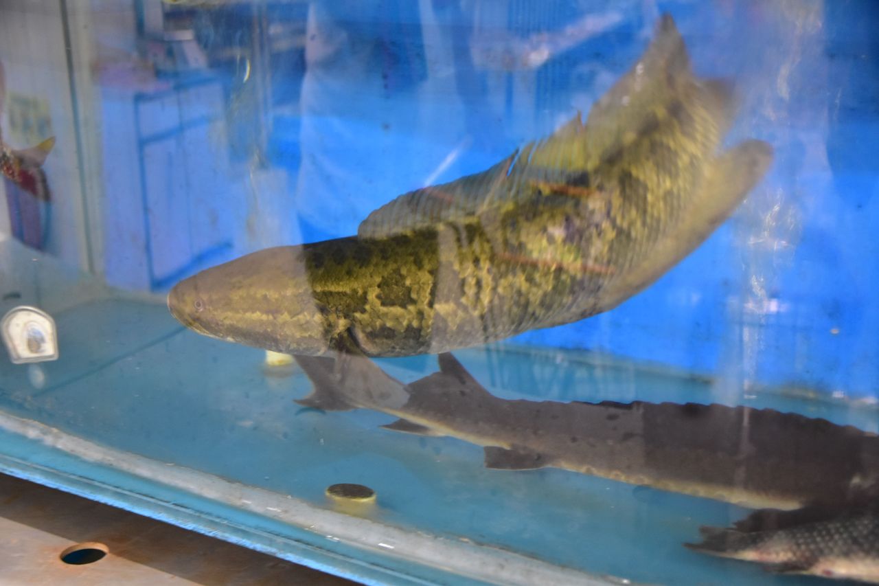 中国バス釣りの現状 ロドリブログ 中国バス釣りの現状 ロドリブログ