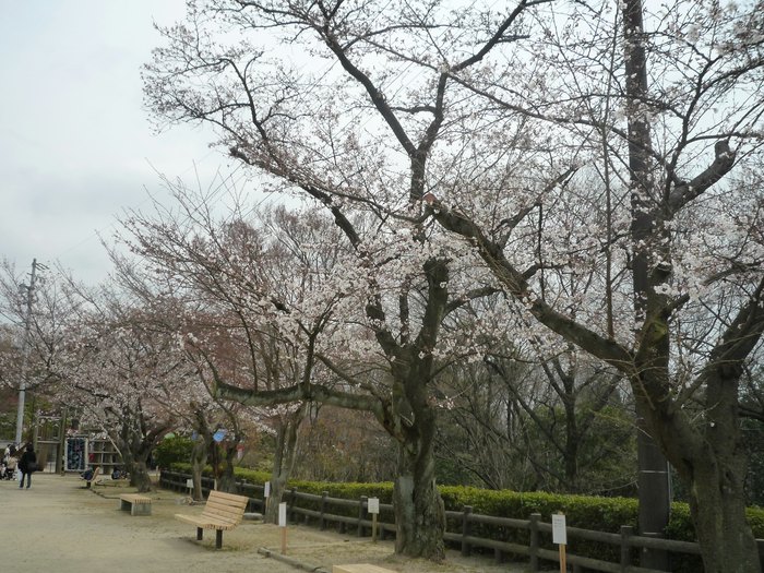 虎渓公園 桜 ロデオドライブ