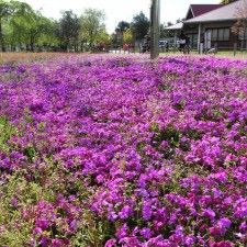 20100424-shibazakura