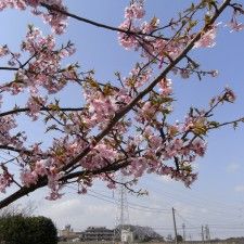 20100313-kanzakura1