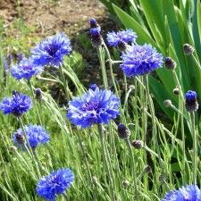 20100424-yagurumagiku