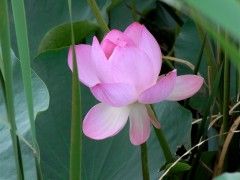 20090719-camp2 20090719-camp2