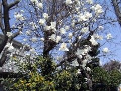 20090321-sanpo1