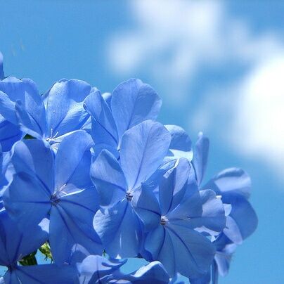ロイヤルブルーに花束を