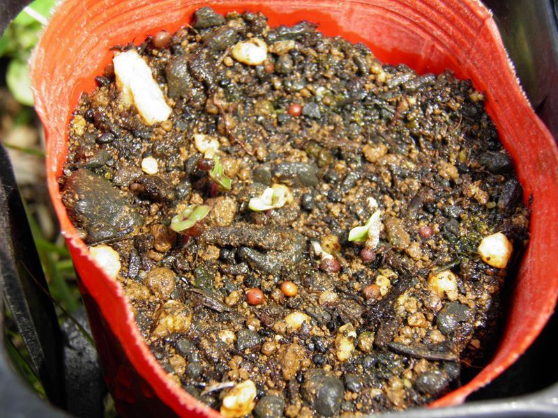 プチベールの種まき 発芽確認 季節の野菜を作ろう