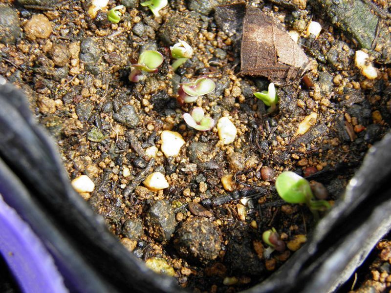 プチベールの種まき 発芽確認 季節の野菜を作ろう