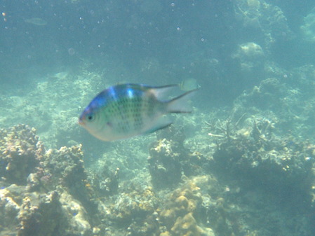 DSCF0248