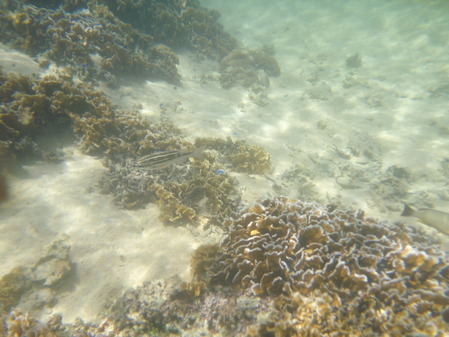 DSCF0219
