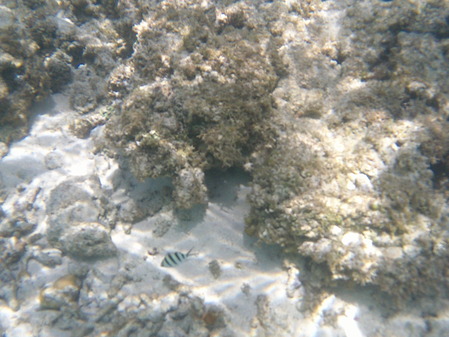 DSCF0088
