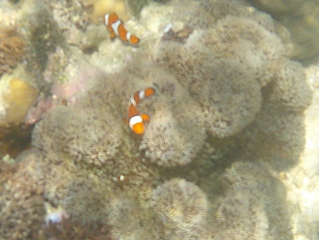 DSCF0258