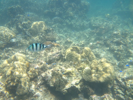 DSCF0246
