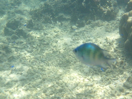 DSCF0270
