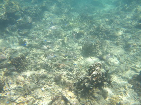 DSCF0244