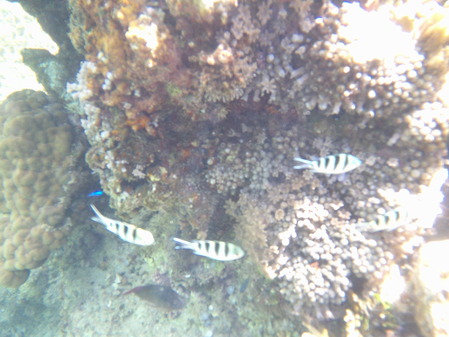 DSCF0265