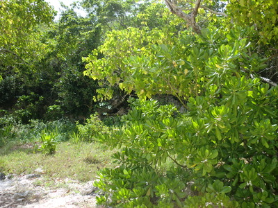 CIMG1487