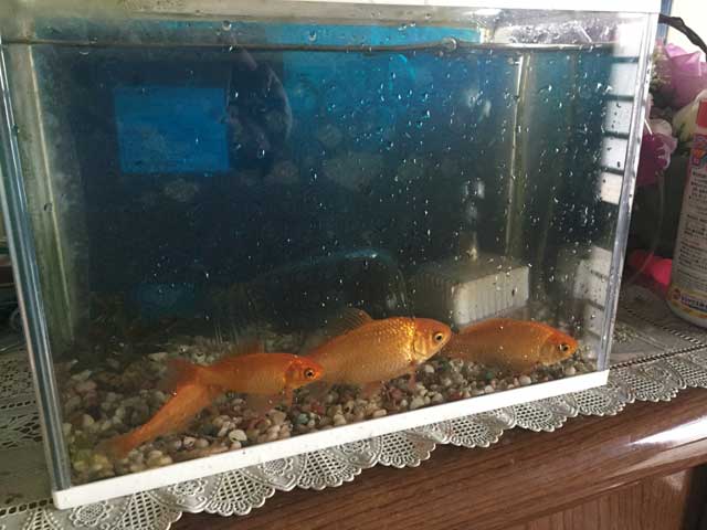 アオモリ大陸 笑 青森 冬眠 に入りましたｗ