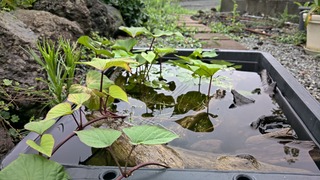IMG_20200710_073719