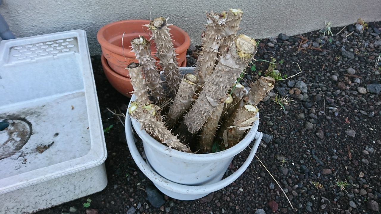 タラの芽の枝 Next Days 毎日更新中 ふみ農園 タラの芽の枝 Next Days 毎日更新中 ふみ農園