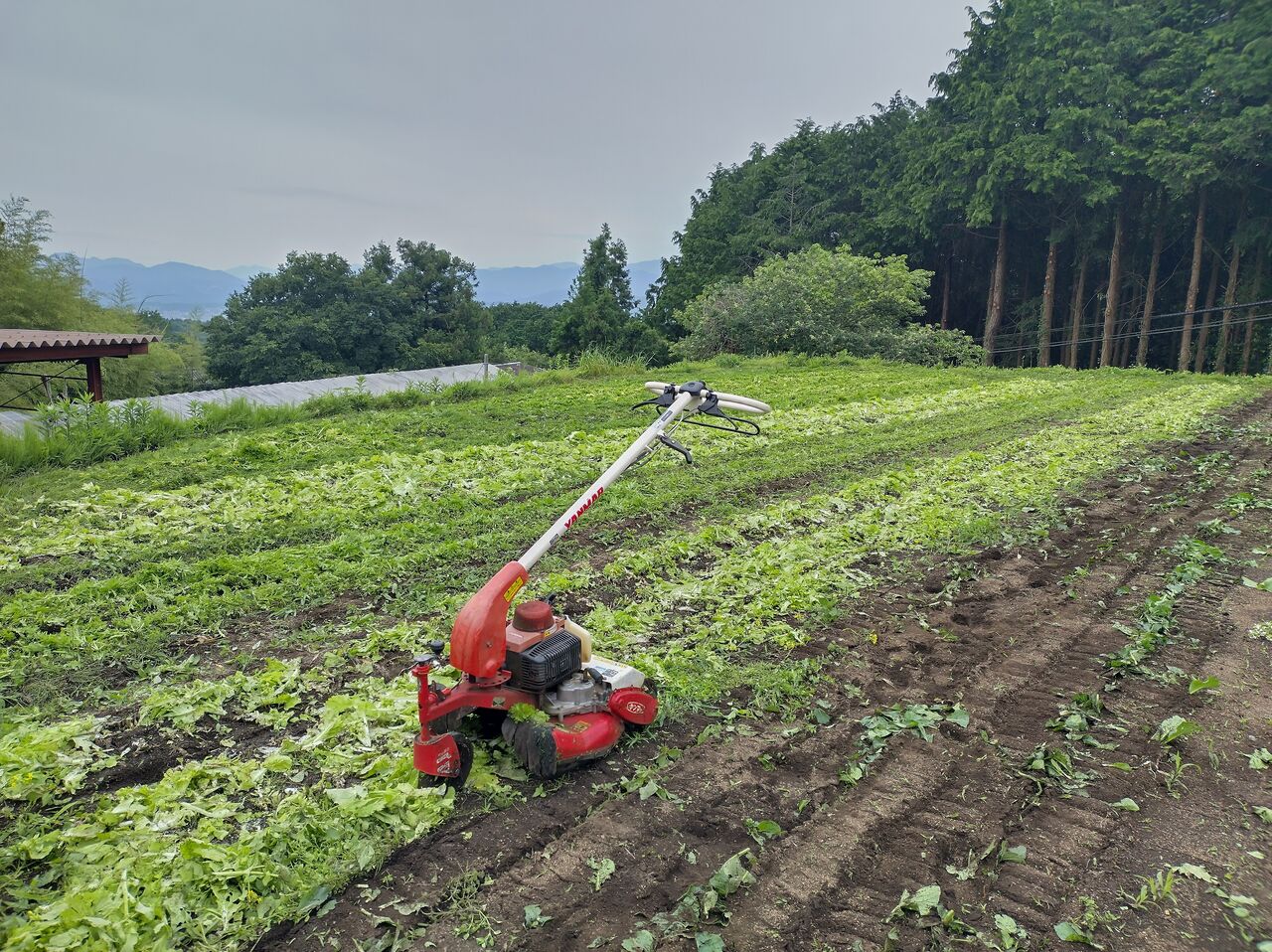 雨が降らないはずだったから畑の管理で耕し作業とかしていたけど、雨が降ります : Next days ~ マイペース農業