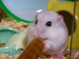 やっぱりコレ!!
